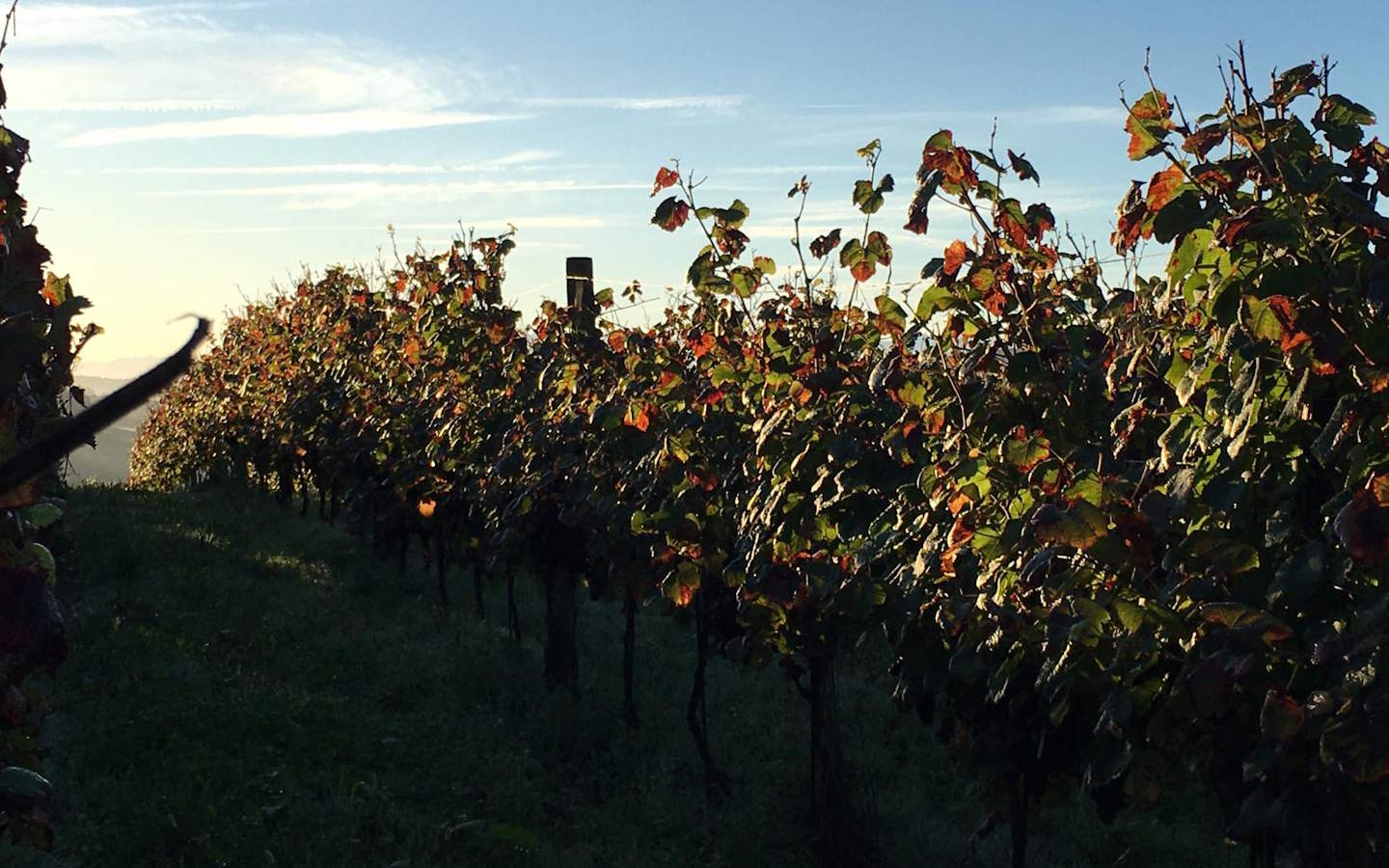 Archelako - Vigneron d'Amikuze - photo 3