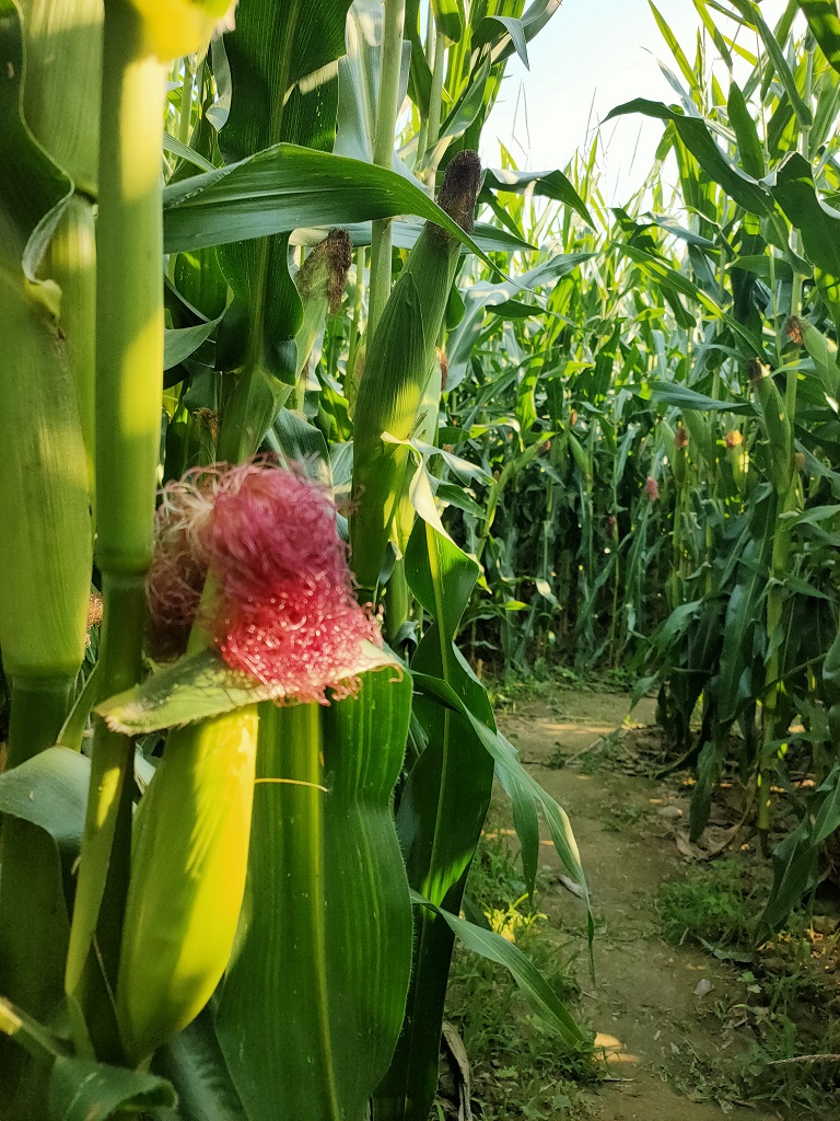 Labygreen - Labyrinthe de maïs