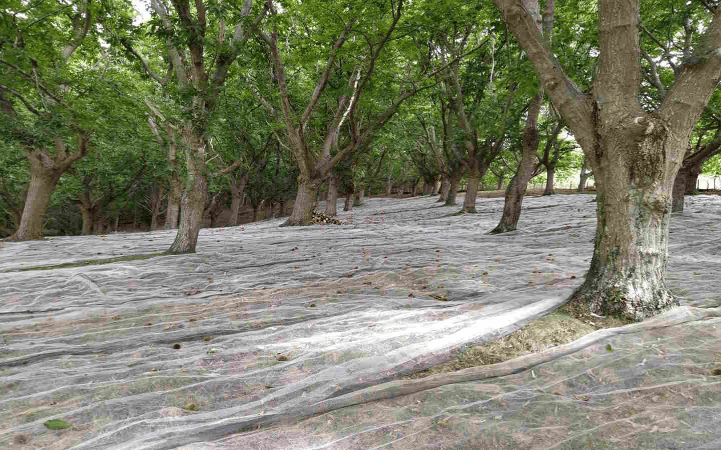 Maison de la Châtaigne basque - photo 4