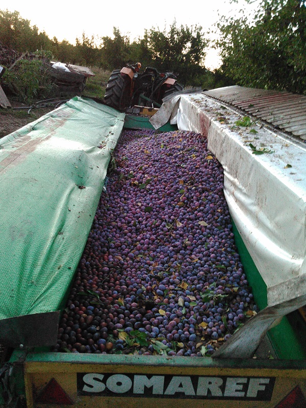 La Maison du Pruneau - photo 2