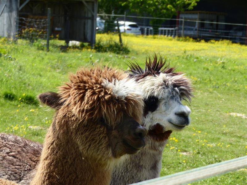 Alpagas et amis de Soubestre