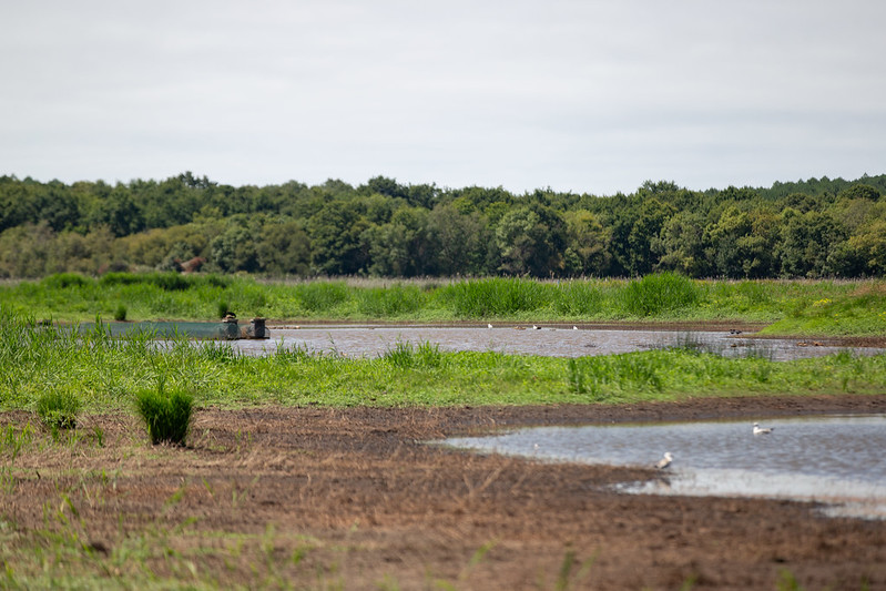Sentier pédagogique du marais de la Perge, Vendays-Montalivet - photo 2