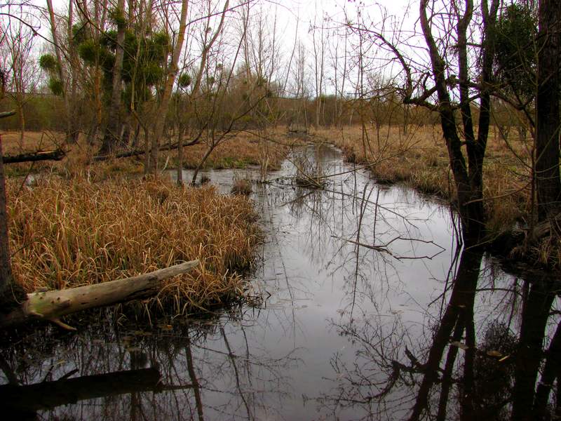 Marais des Brizards, Les Billaux