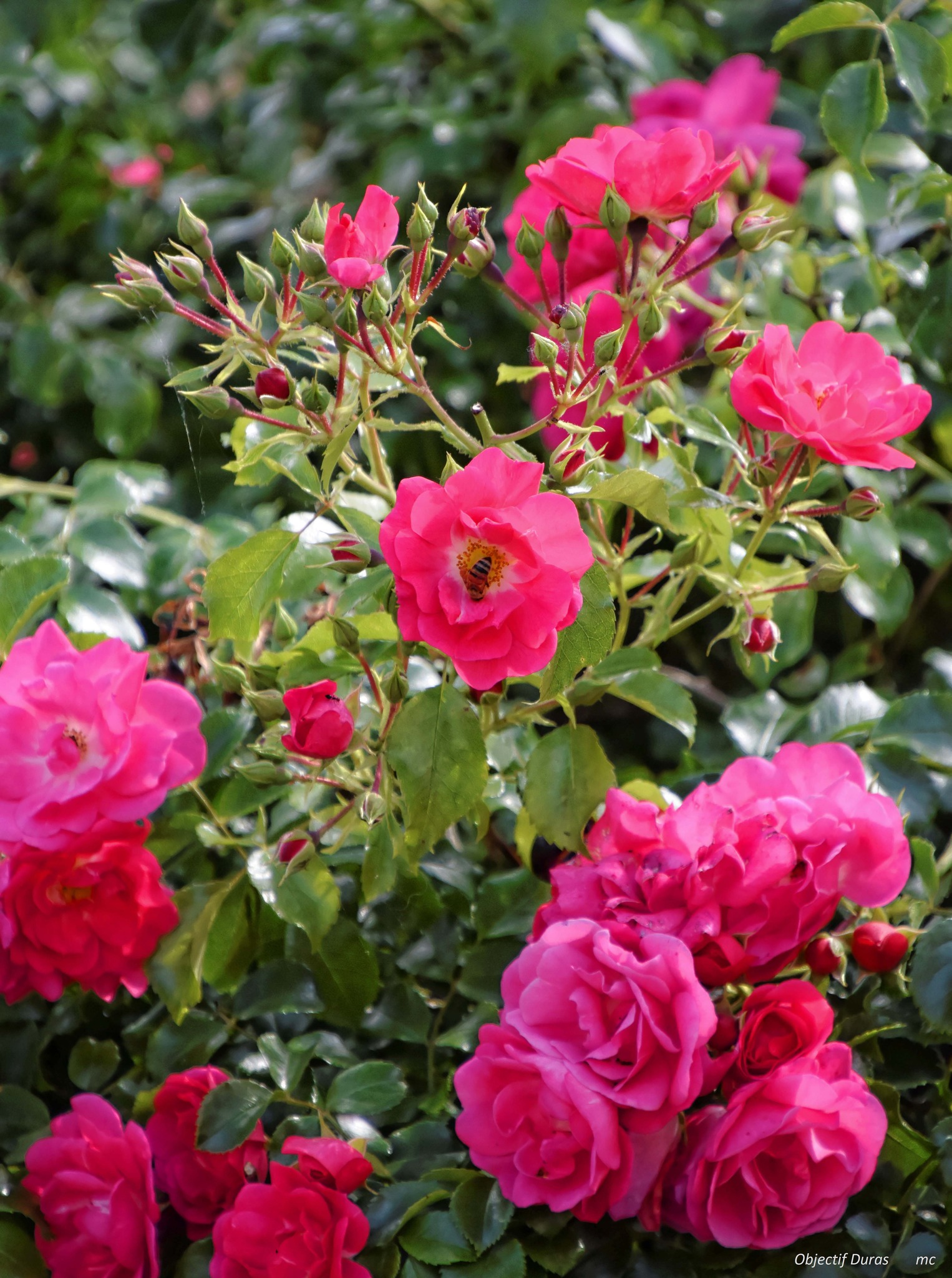 Marché aux fleurs, vide-greniers et artisanat, Duras - photo 9