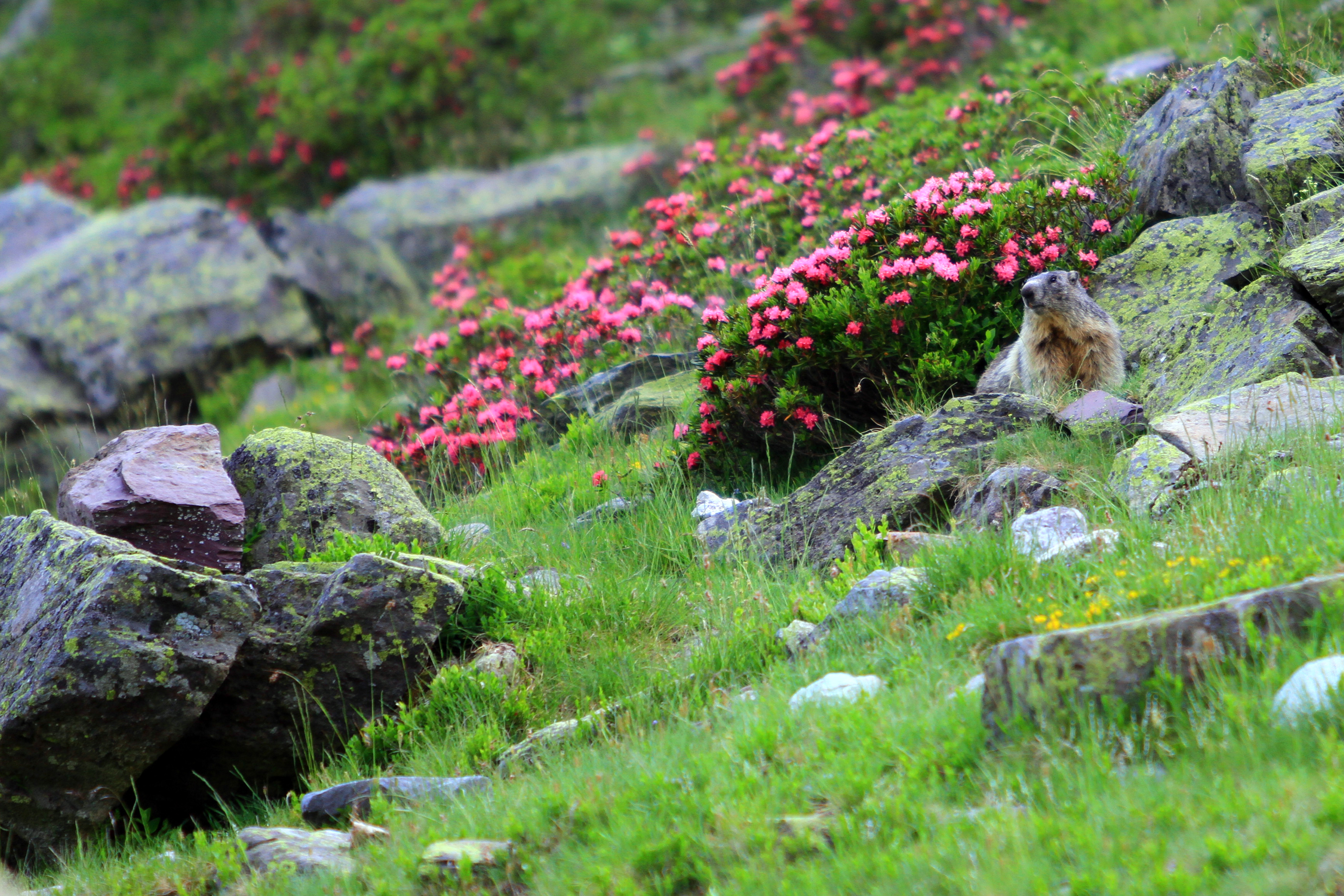 Sur les traces des marmottes — visuel événement