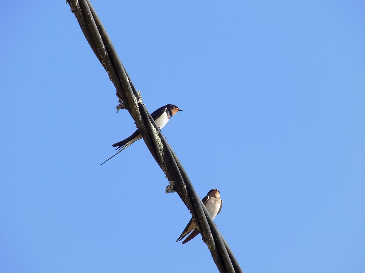 Le Mas de Barrat, Montrem - photo 34