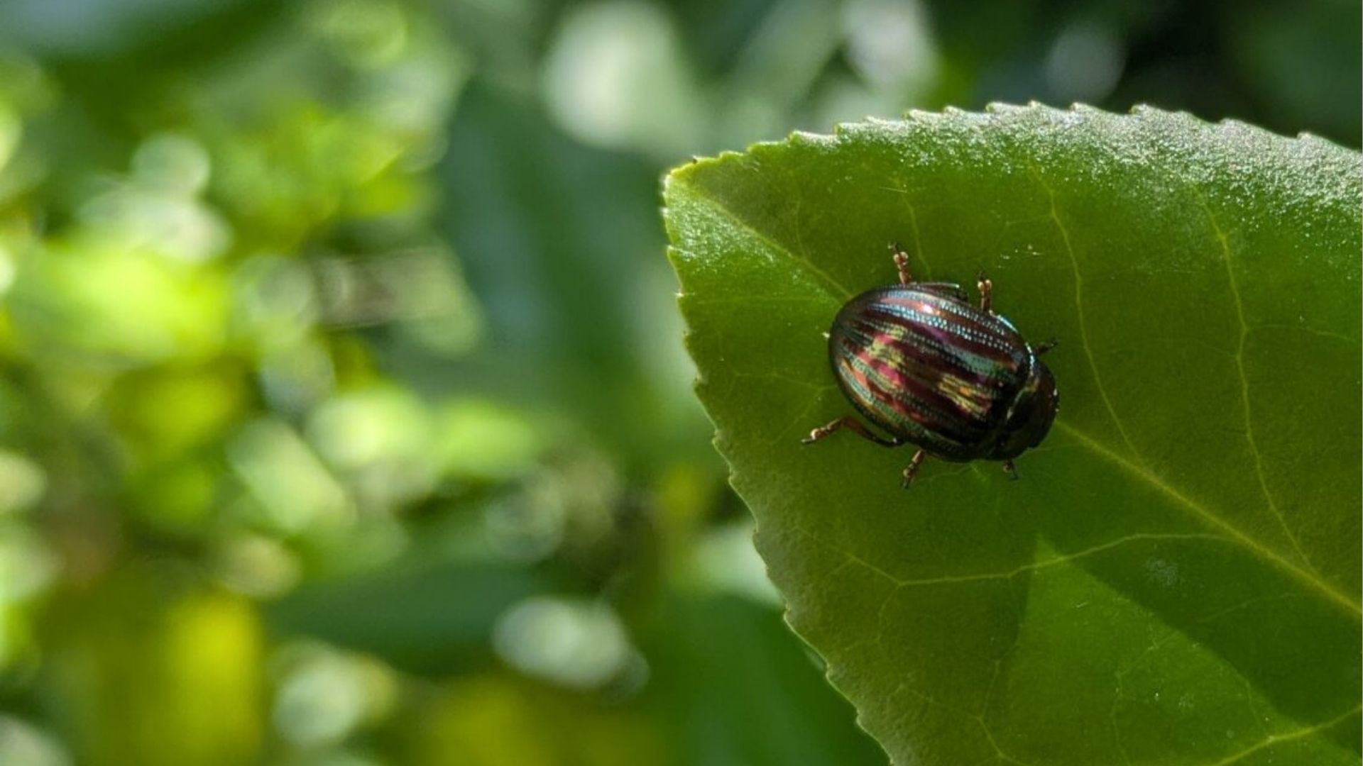 Sortie nature : Découverte du vallon du Clamondé — visuel événement