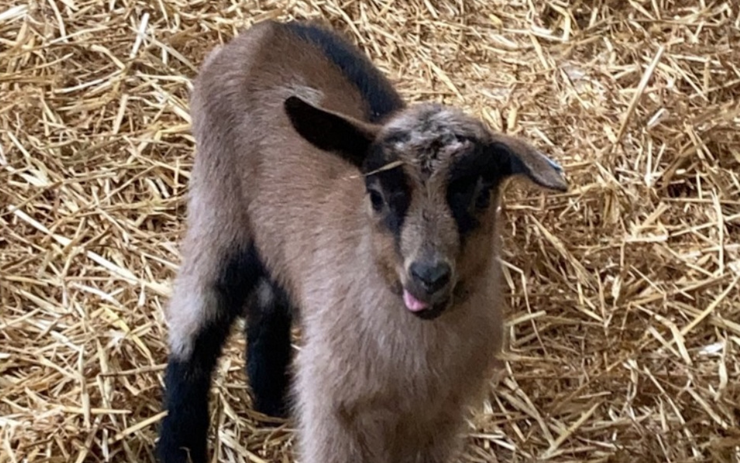 Chèvrerie Mattinka - photo 2