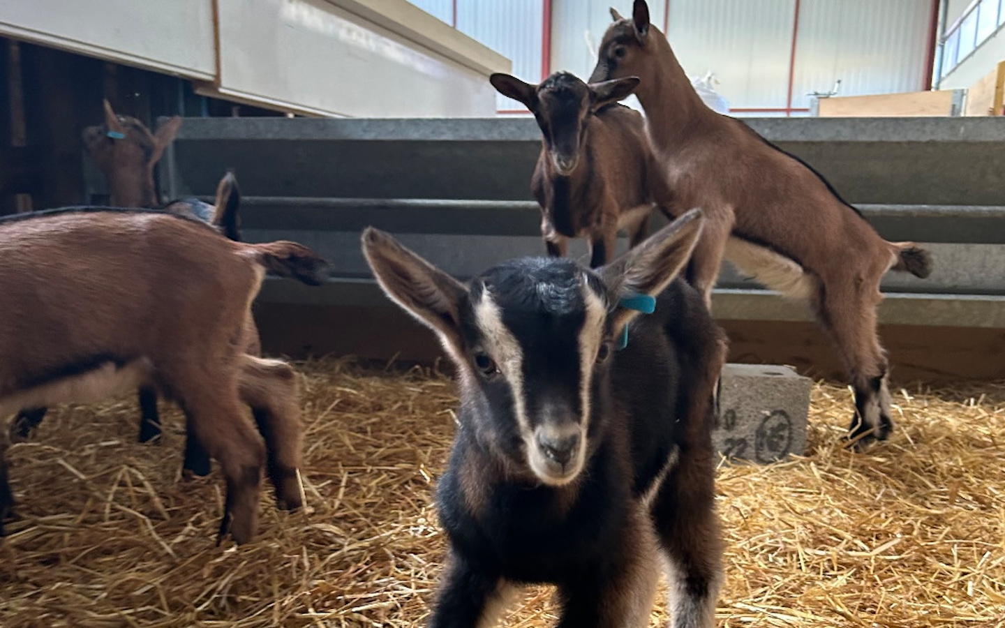 Chèvrerie Mattinka - photo 4