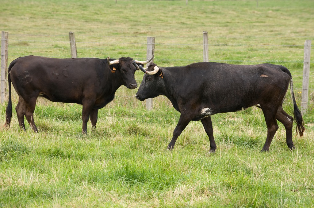 Ganaderia de Maynus - photo 4