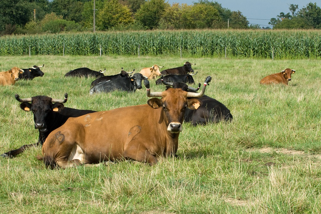Visite de la ganaderia Maynus, Saint-Sever - photo 6