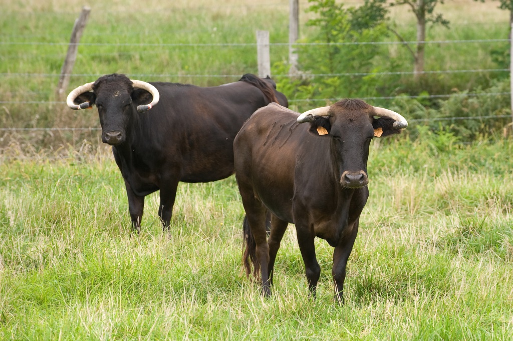 Visite de la ganaderia Maynus, Saint-Sever - photo 4