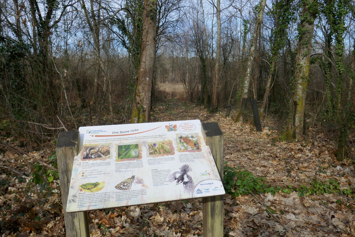 Landes humides du bois de la Seube, Mazerolles - photo 6