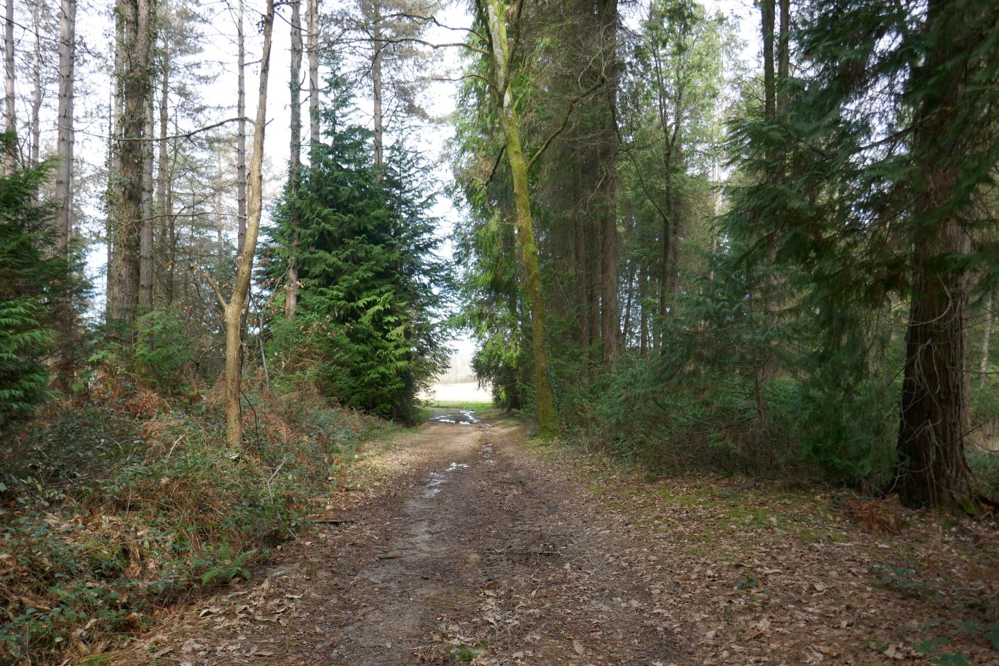 Landes humides du bois de la Seube, Mazerolles - photo 7