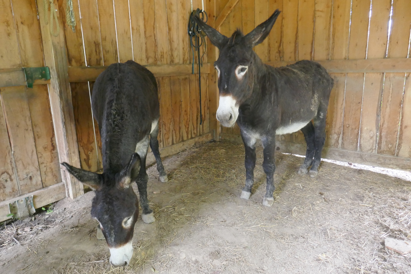 Bòrda d'Arsaut - photo 4