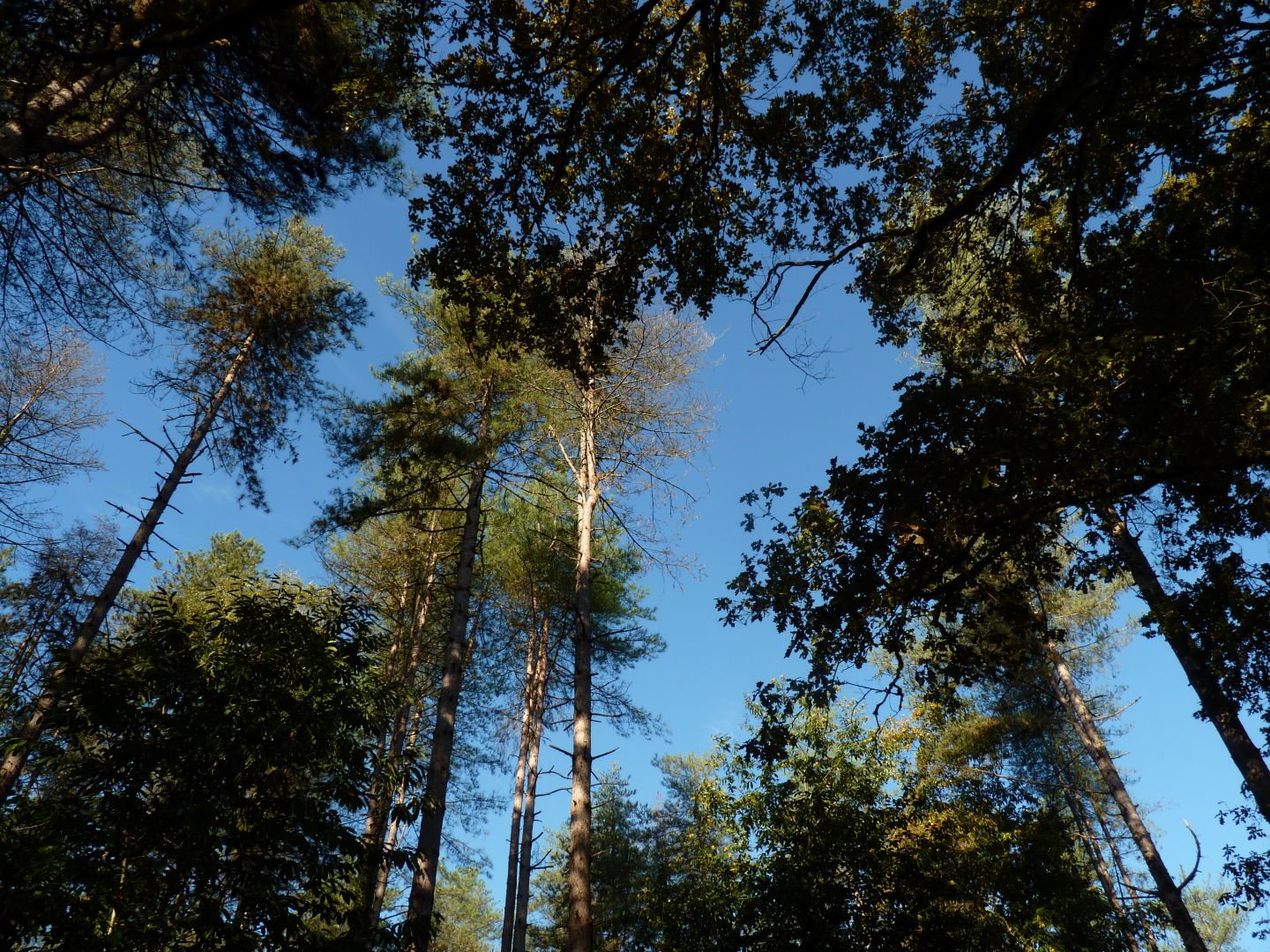 Landes humides du bois de la Seube, Mazerolles - photo 10