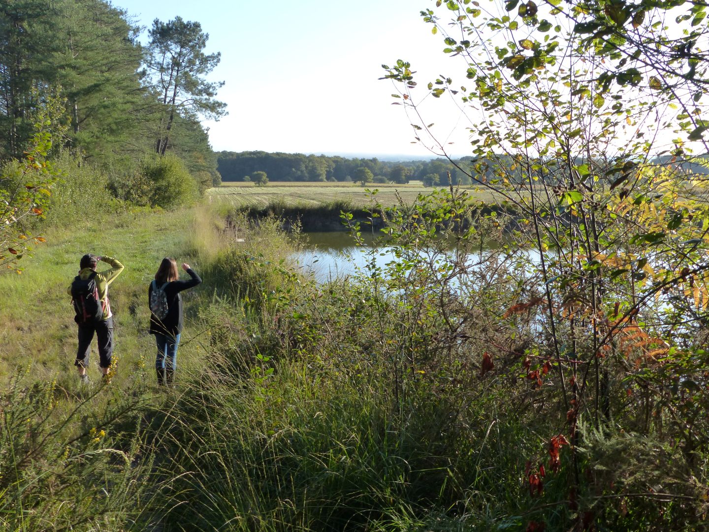 Landes humides du bois de la Seube, Mazerolles - photo 13