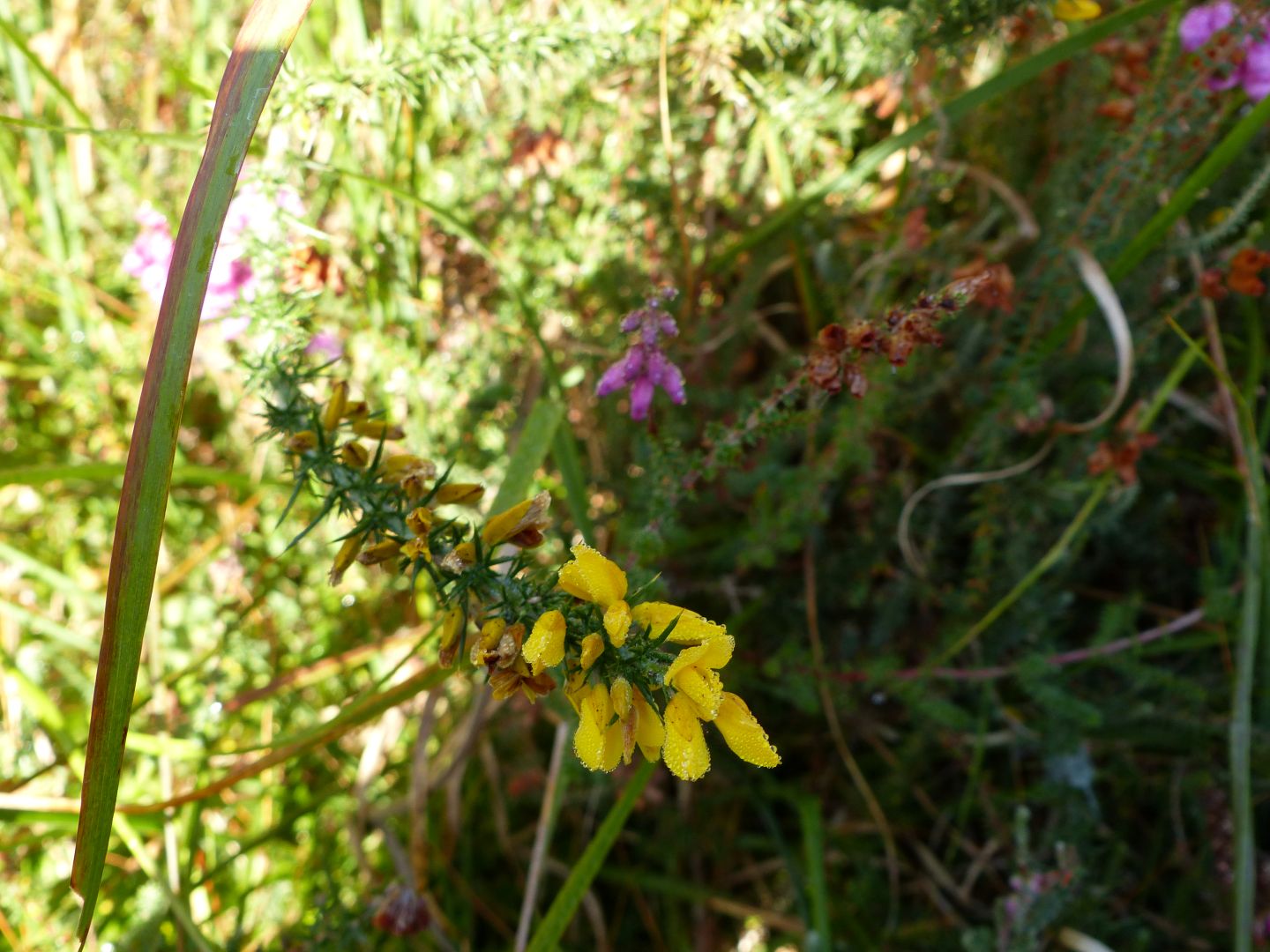Landes humides du bois de la Seube, Mazerolles - photo 12