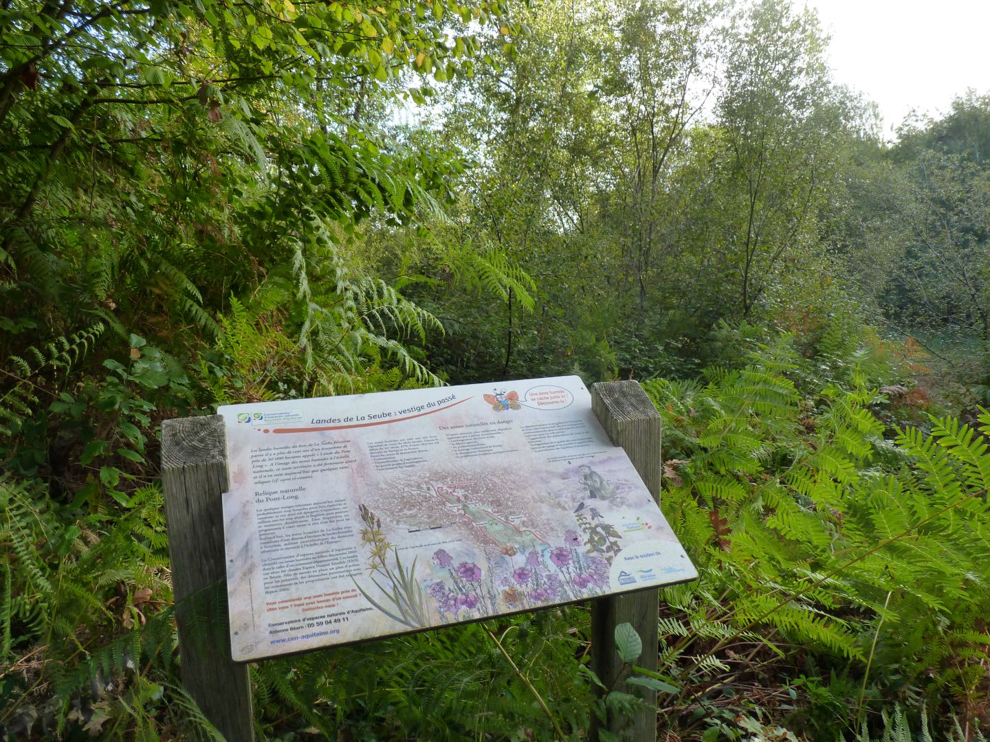 Landes humides du bois de la Seube, Mazerolles - photo 11