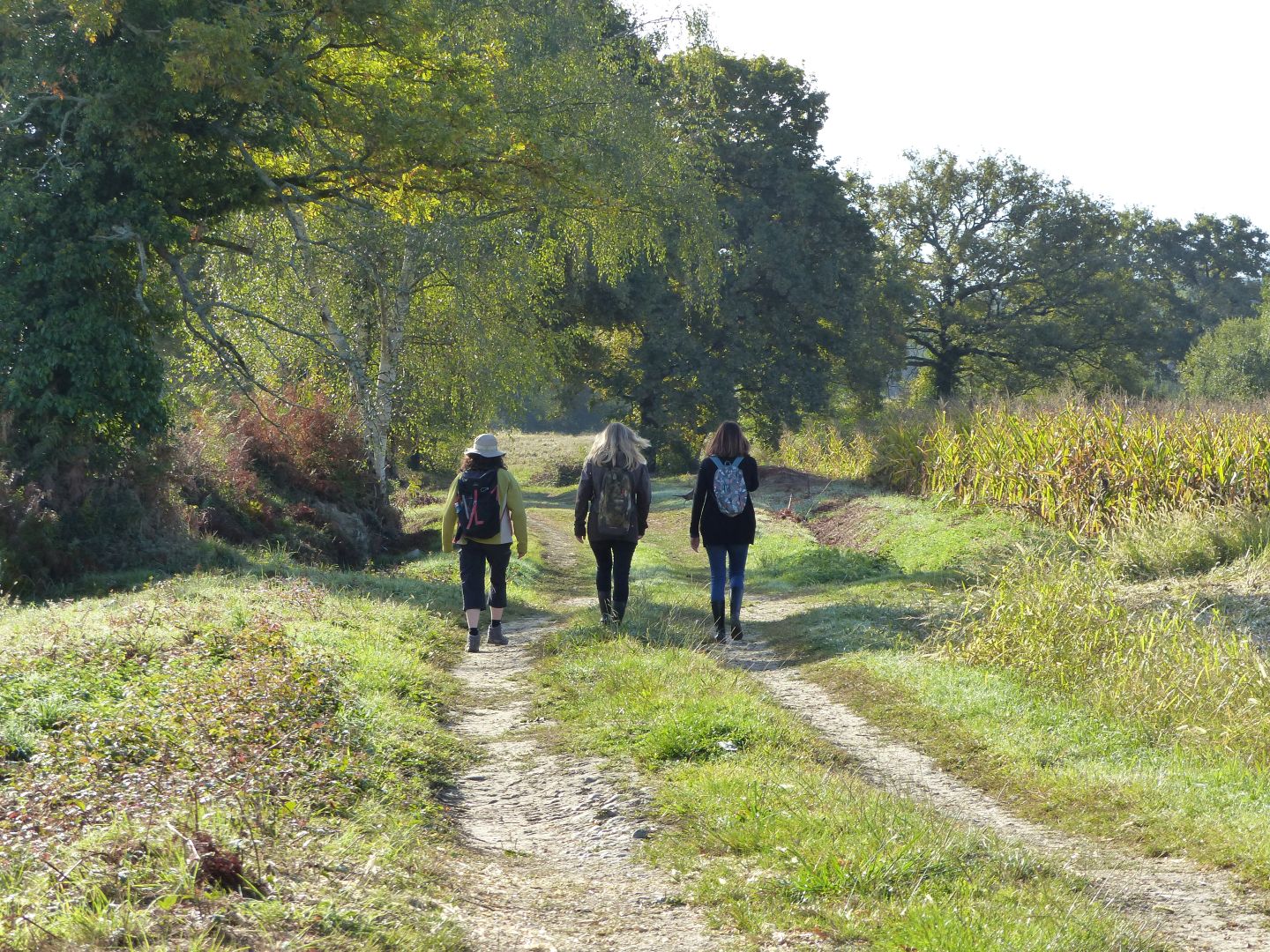 Landes humides du bois de la Seube, Mazerolles - photo 9