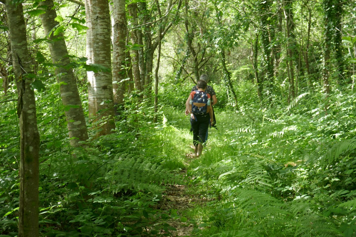 Landes humides du bois de la Seube, Mazerolles - photo 8