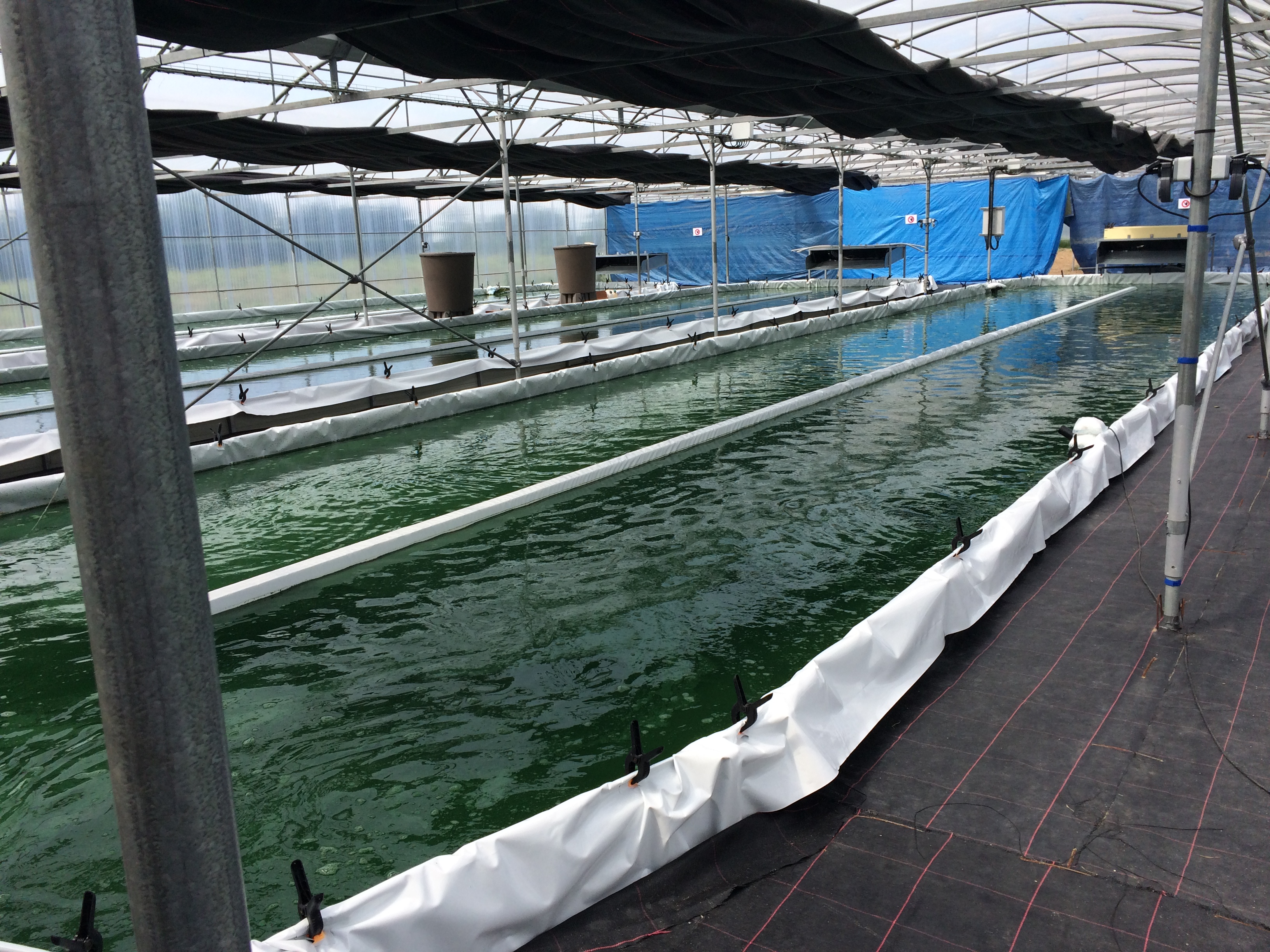 Spiruline de la Pointe d'Argent — photo 3