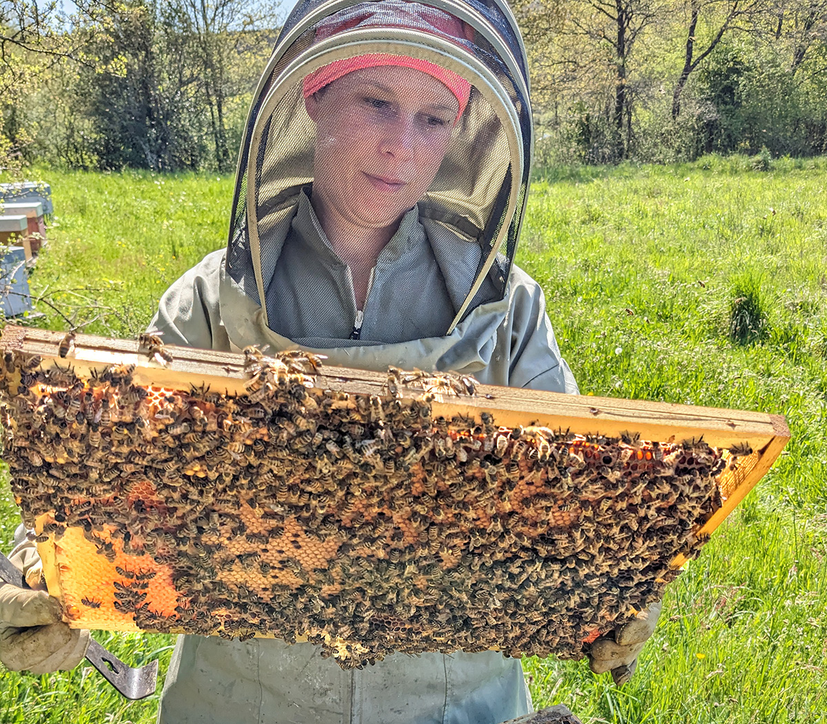 La mélodie des abeilles