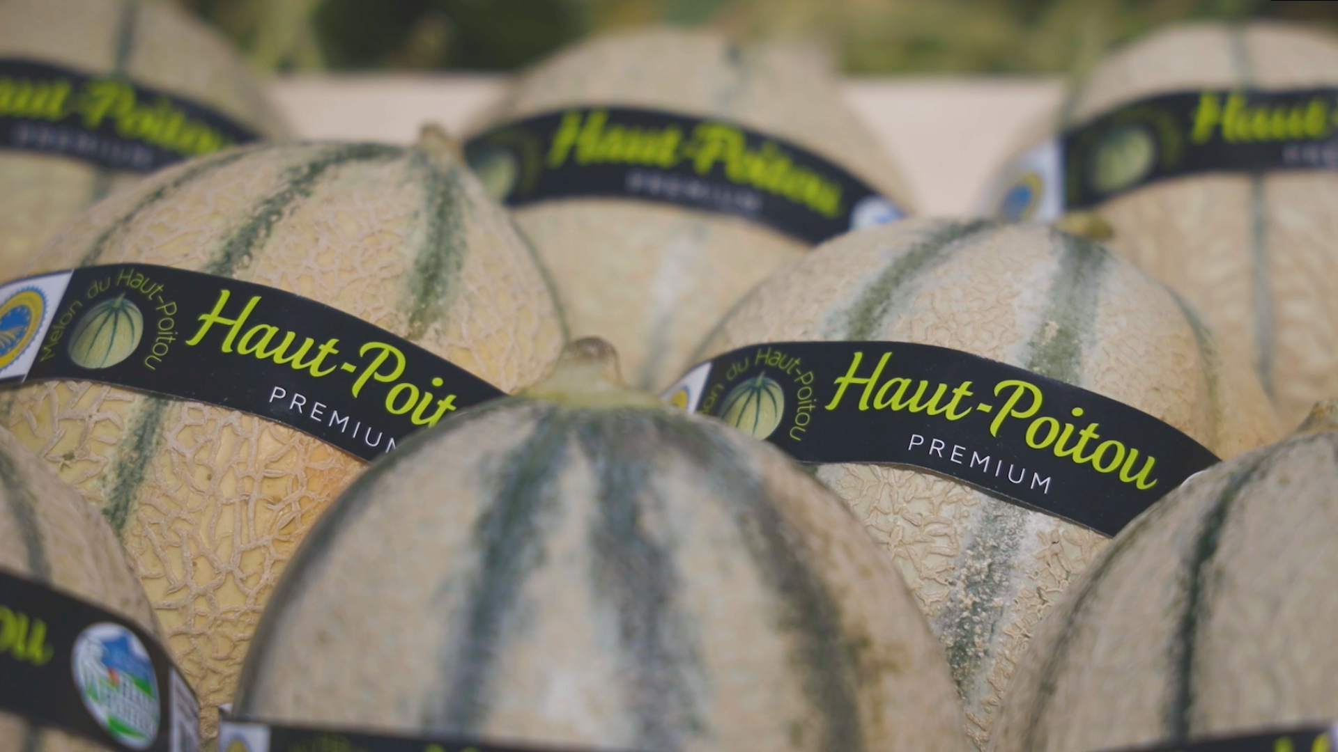 Melon IGP Haut-Poitou