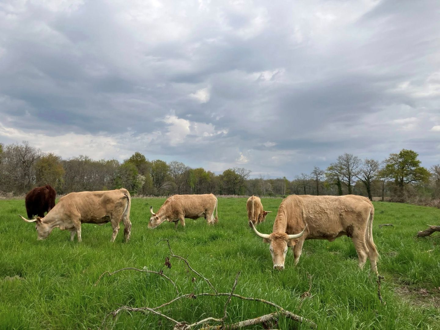 Ferme Bibane, Méracq - photo 7
