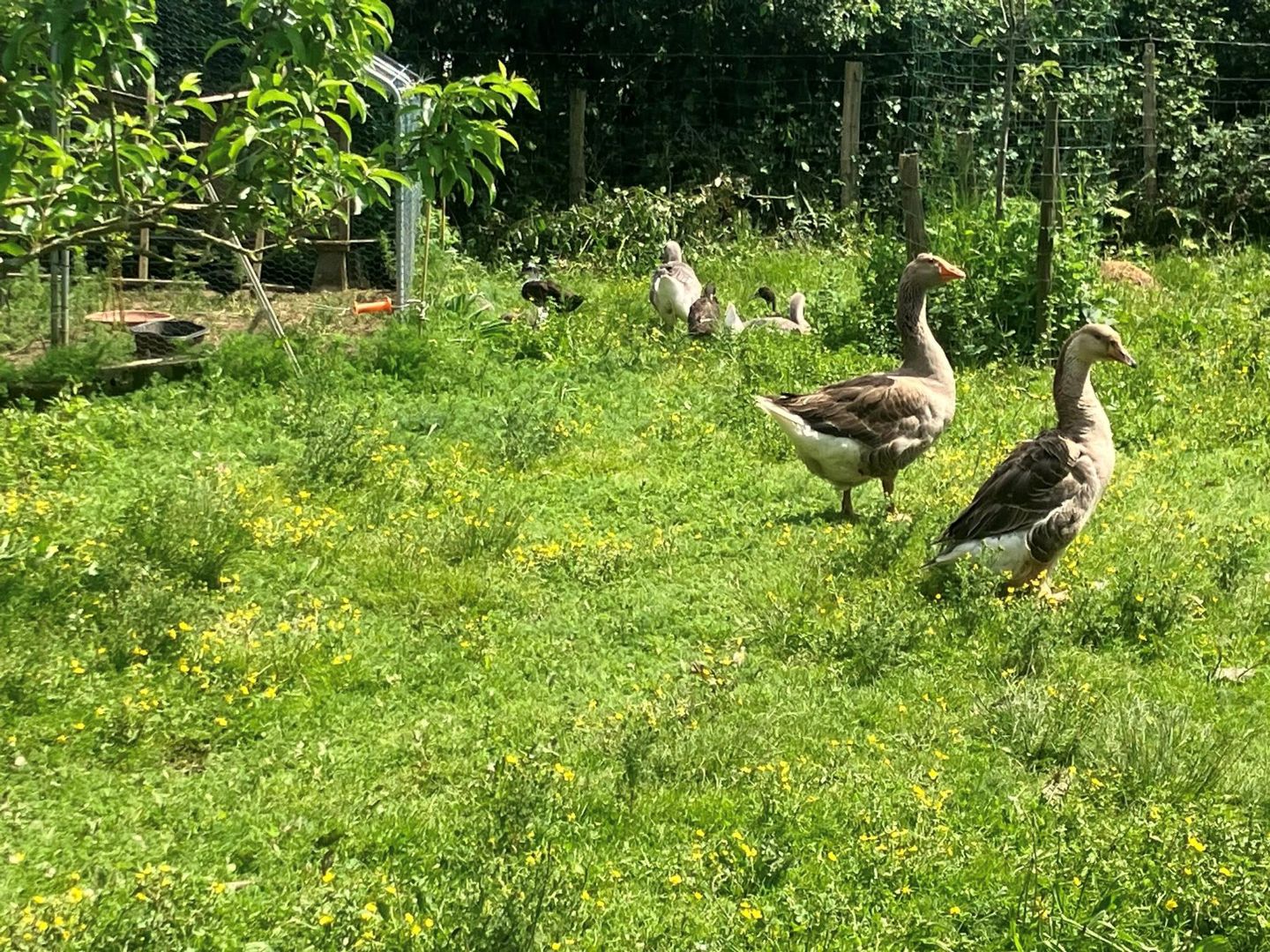 Ferme Bibane, Méracq - photo 5