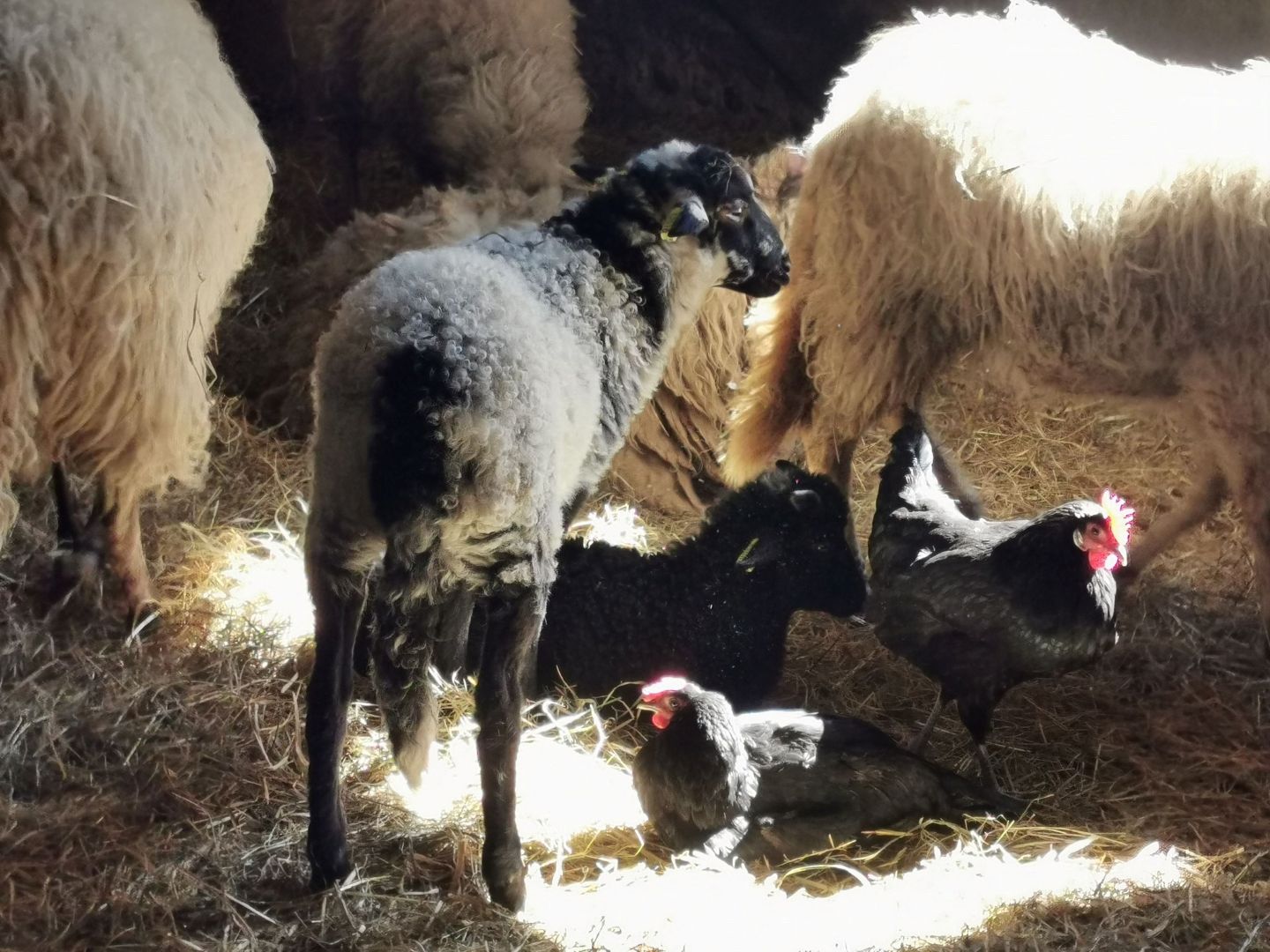 Ferme Bibane, Méracq - photo 2