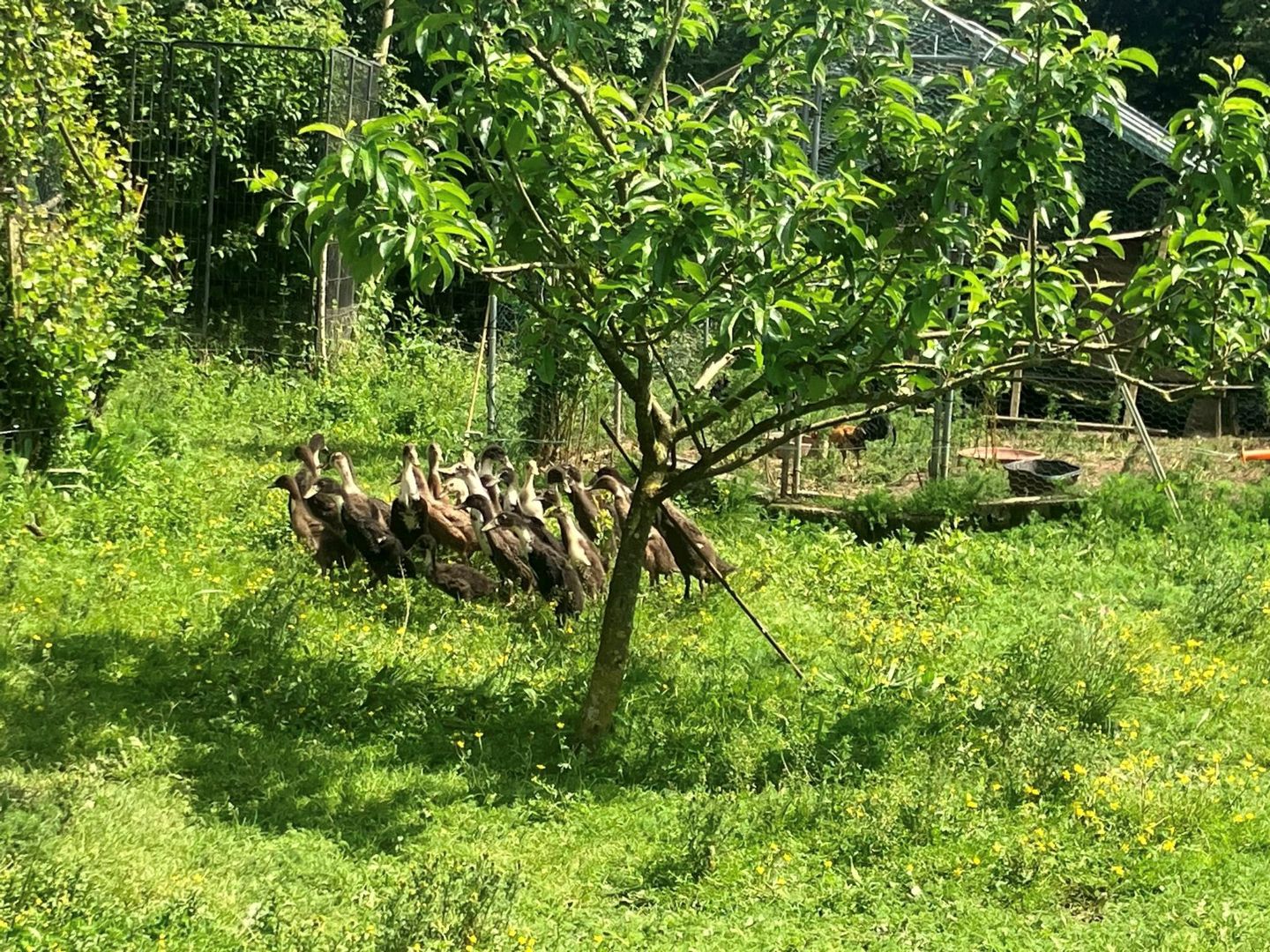 Ferme Bibane, Méracq - photo 6