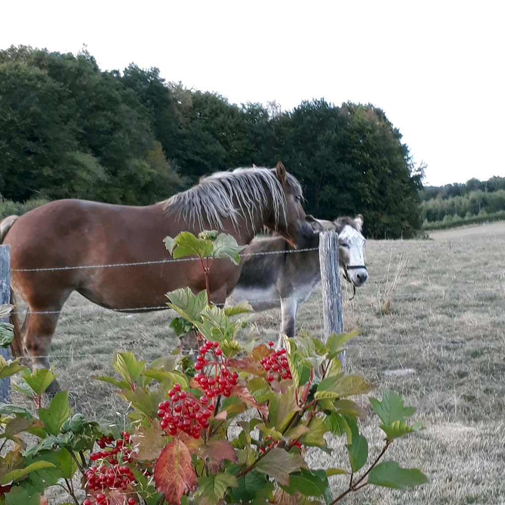 Colline d'Arsac, gîte, Saint-Fréjoux - photo 15