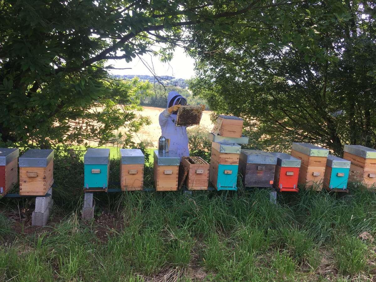 Mellona Périgord, Miel de Loïc - photo 3