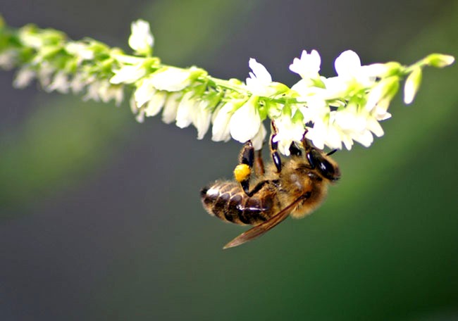 La Miellerie du Périgord Vert