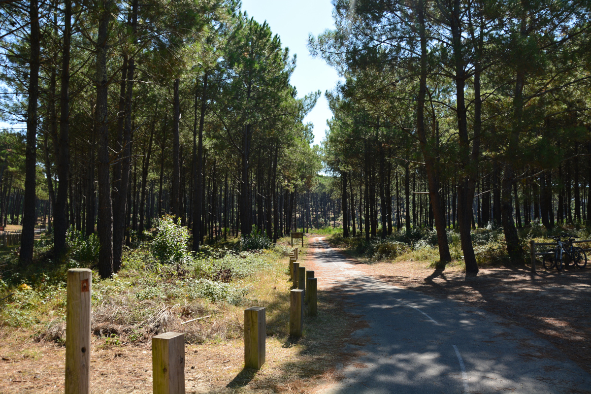 Saint-Jacques-de-Compostelle : la voie du littoral, Sanguinet