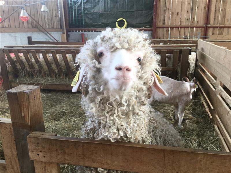 Mohair du Piémont Pyrénéen