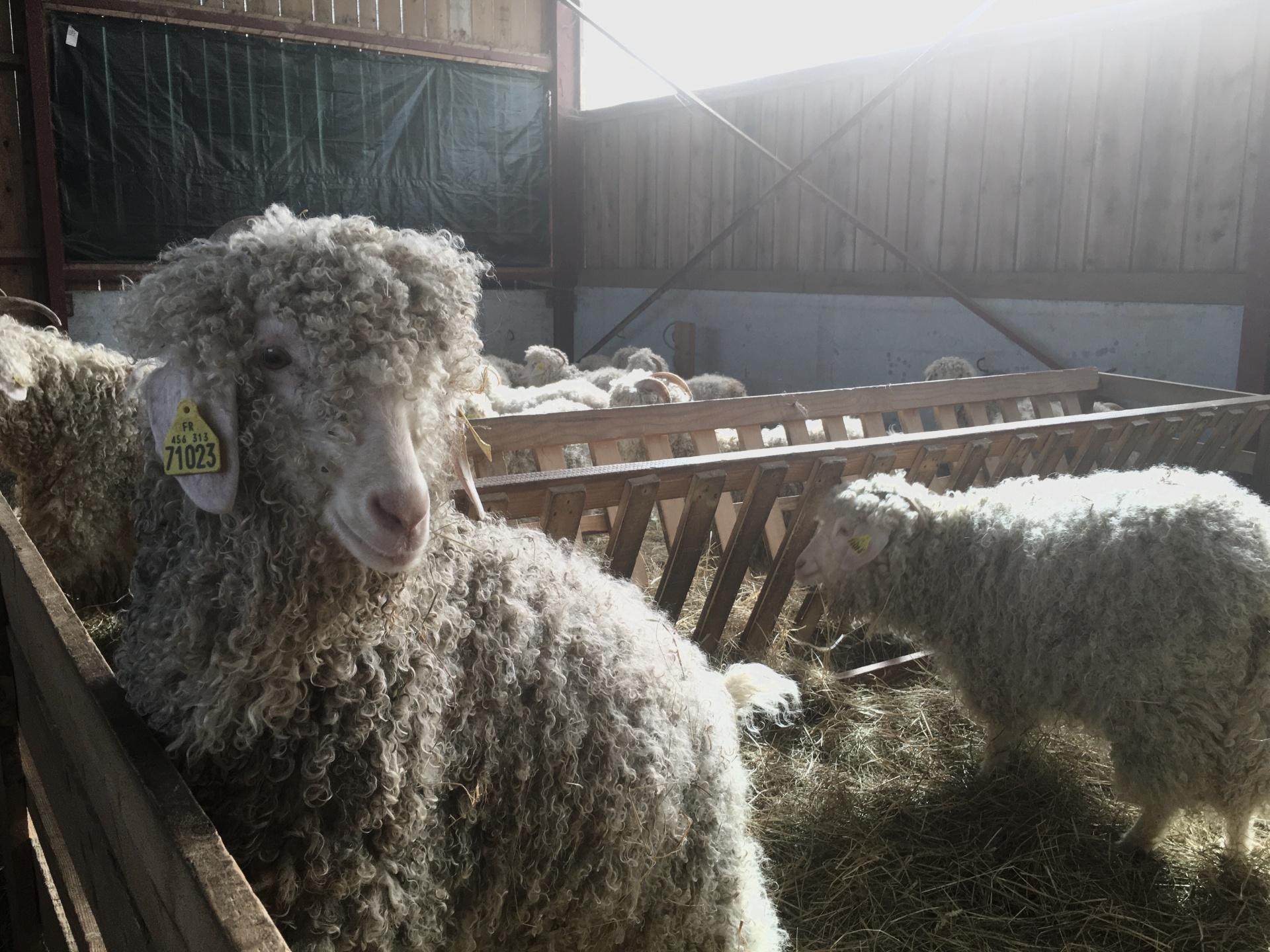 Mohair du Piémont Pyrénéen, Lasseube - photo 3