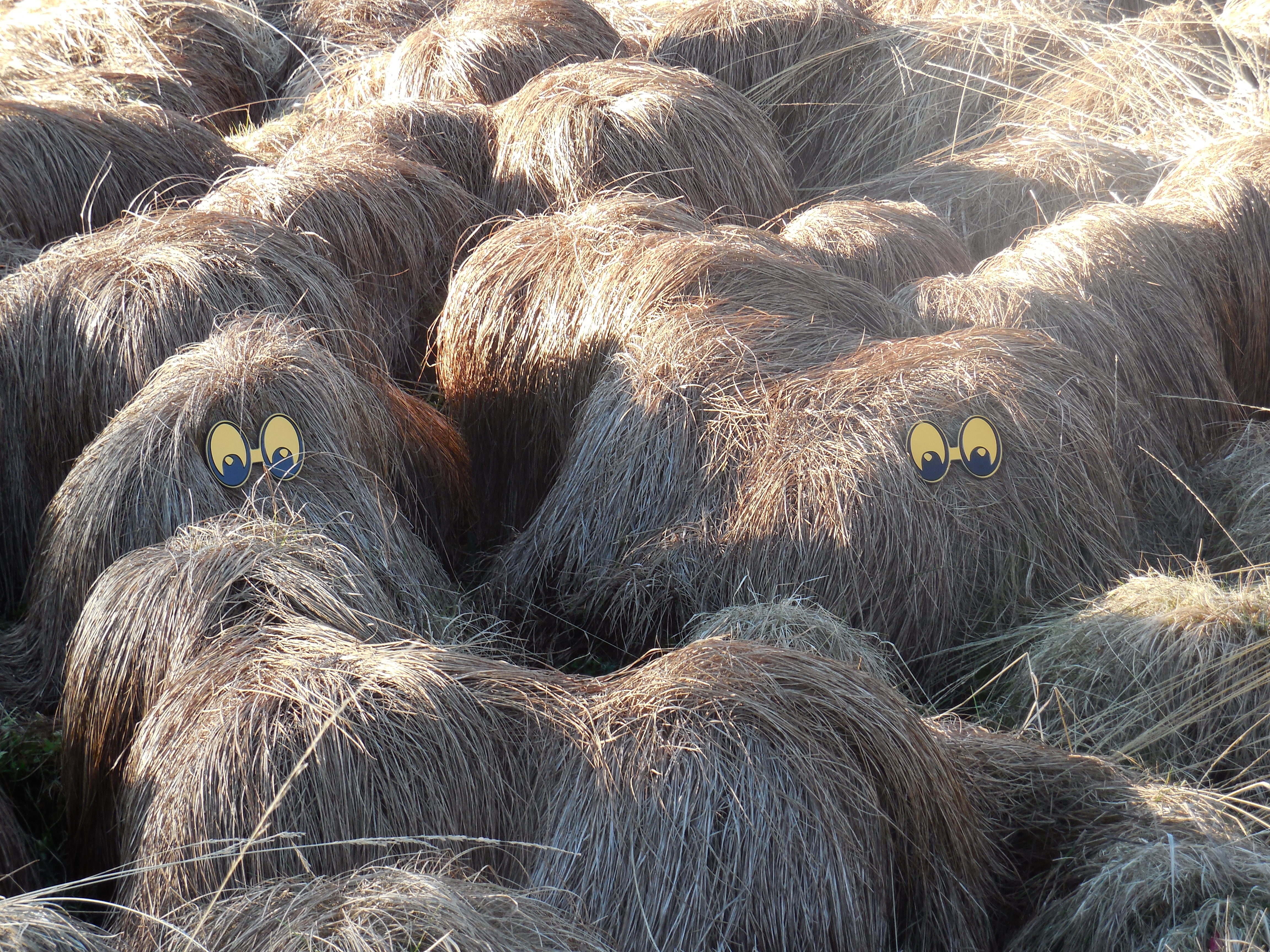 Tourbière du Longeyroux : sentier d'interprétation des Linaigrettes - 1 km, Saint-Merd-les-Oussines - photo 6