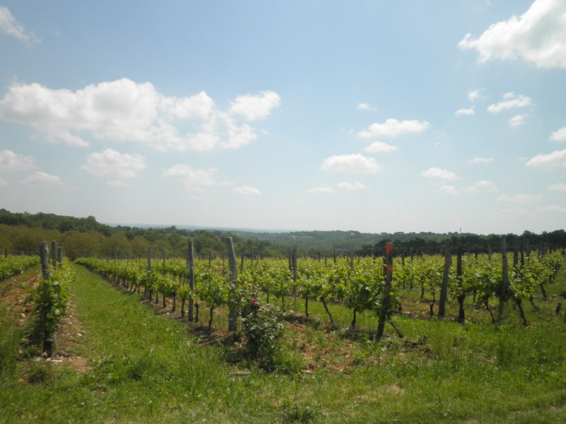 Boucle du Chai de Moncalou, Florimont-Gaumier - photo 2