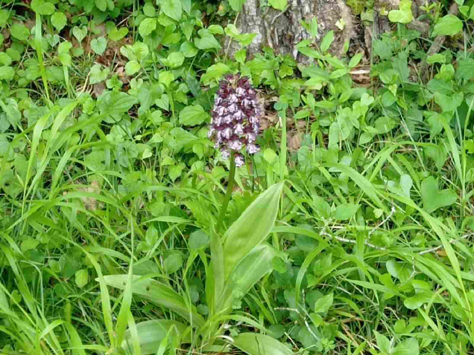 Sentier botanique de Monco, Auros