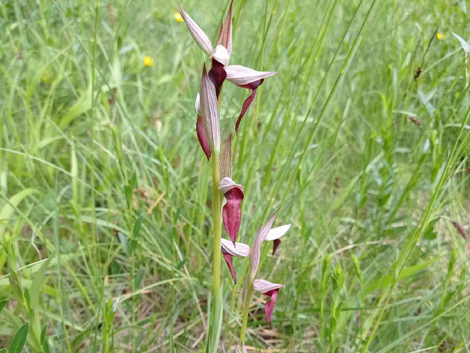Sentier botanique de Monco