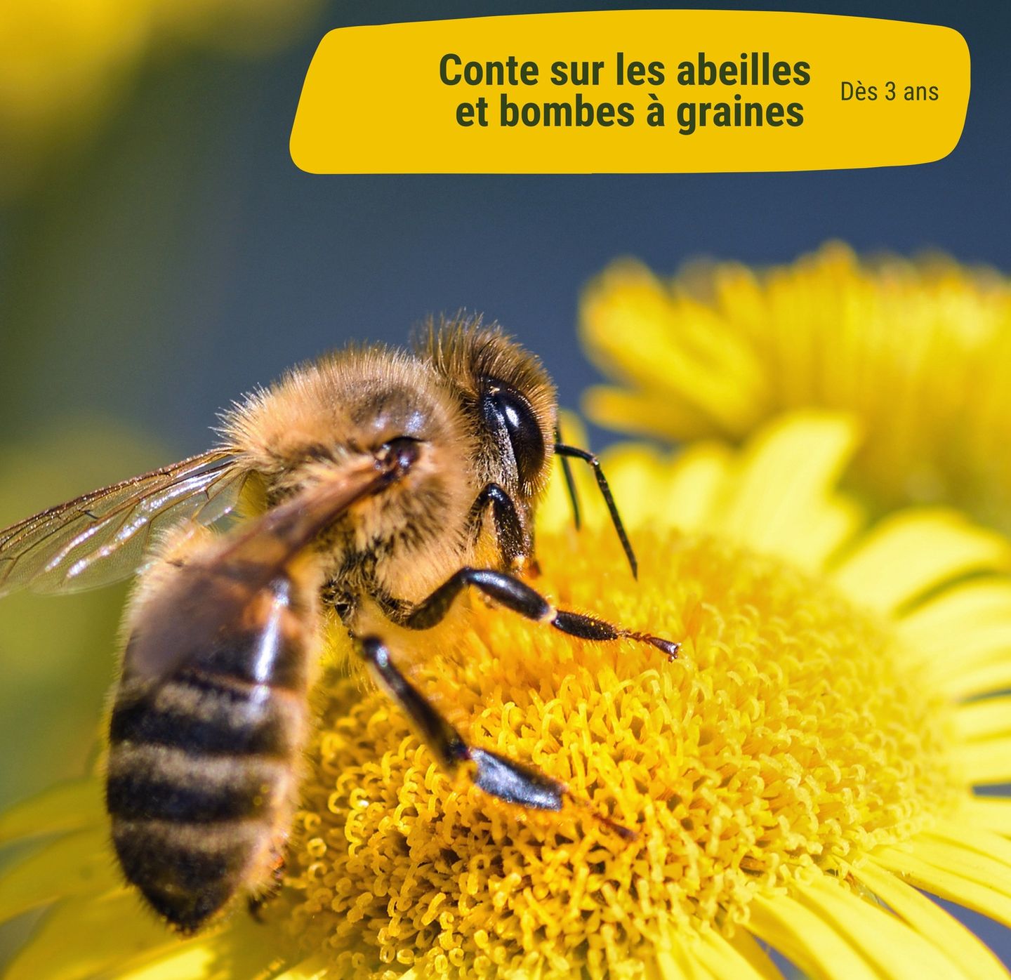 Conte sur les abeilles et bombes à graines, à la Cueillette de l'Aragnon