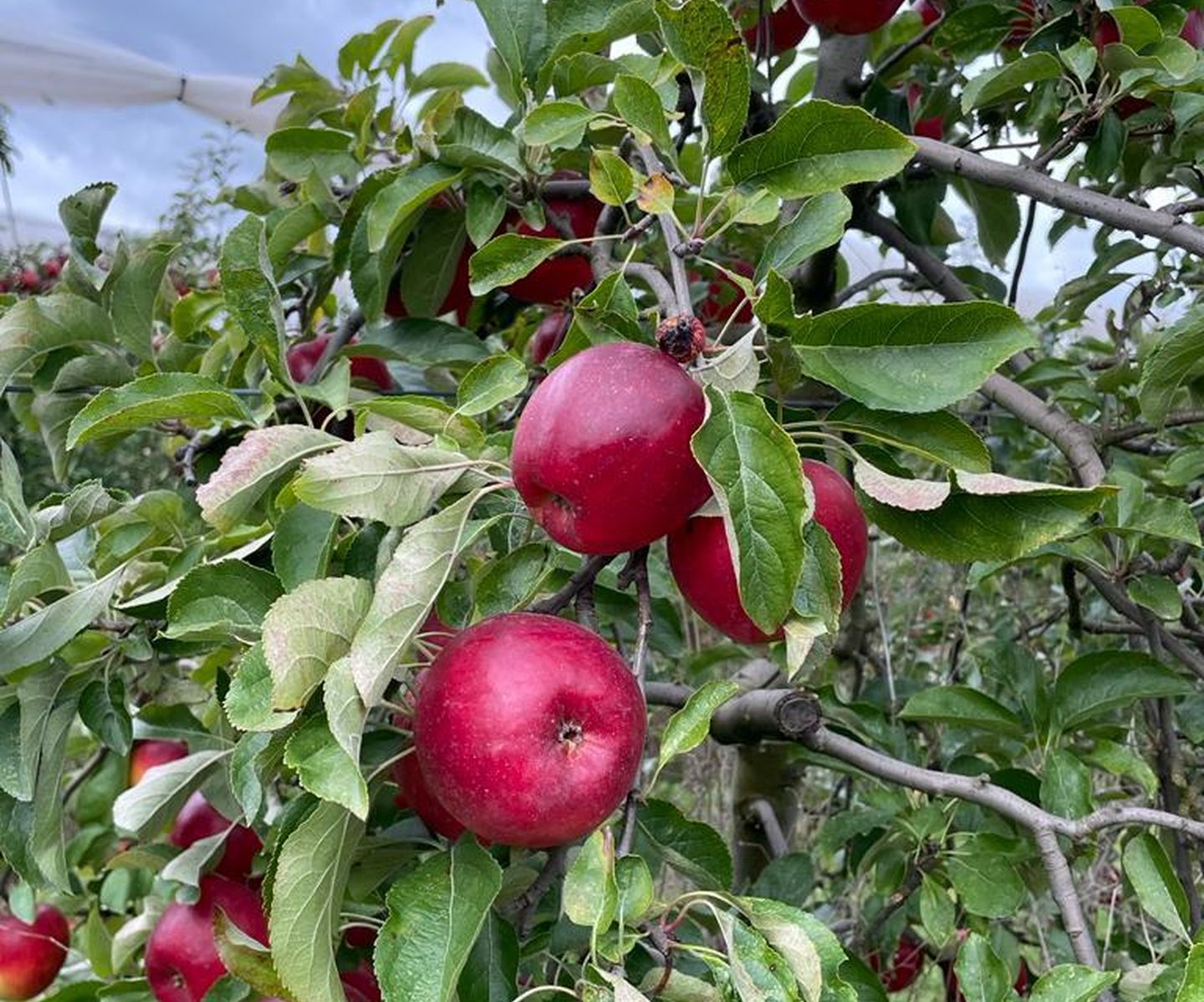 Fête de la pomme, à la Cueillette de l'Aragnon, Montardon - photo 4