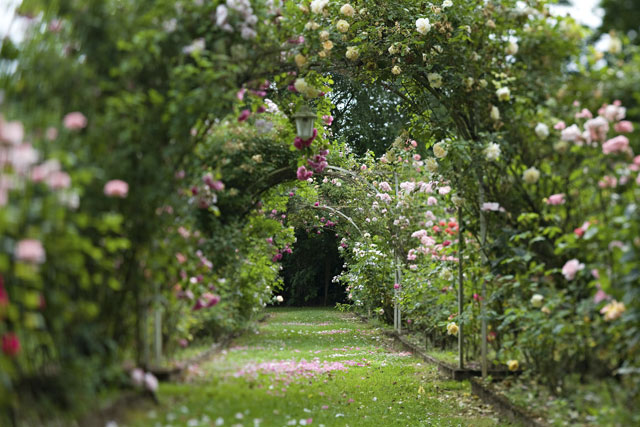 Hostellerie La Roseraie, Montignac-Lascaux - photo 10
