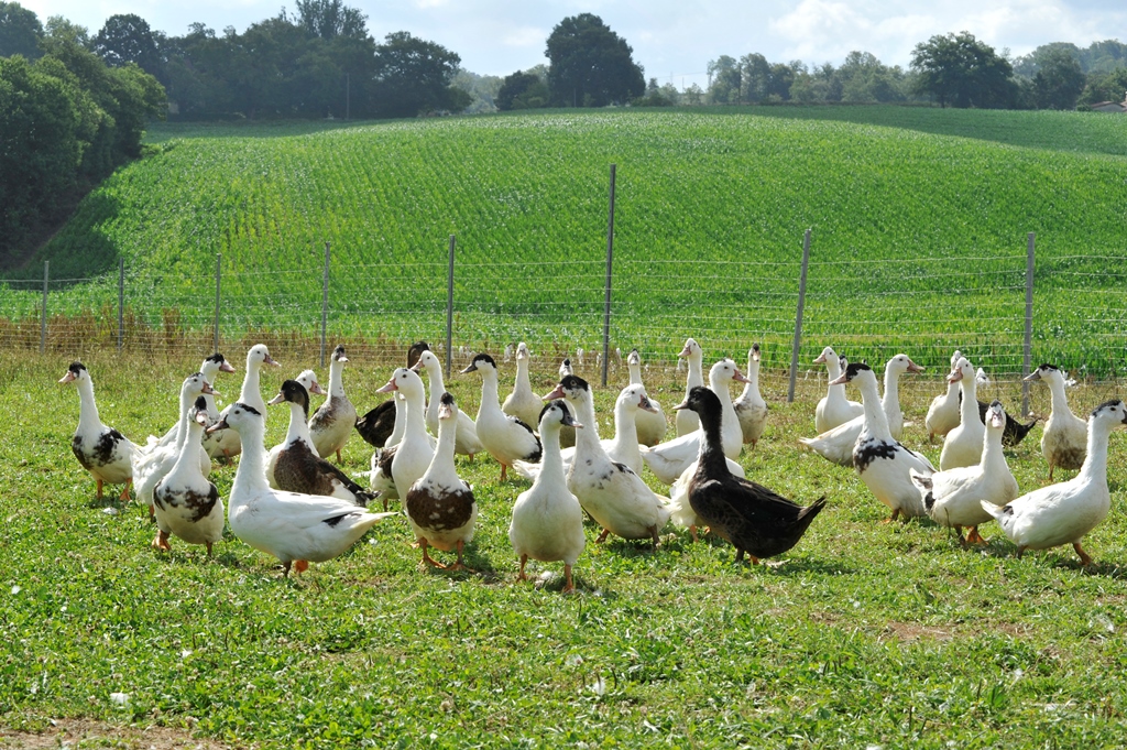 Ferme du Bahus