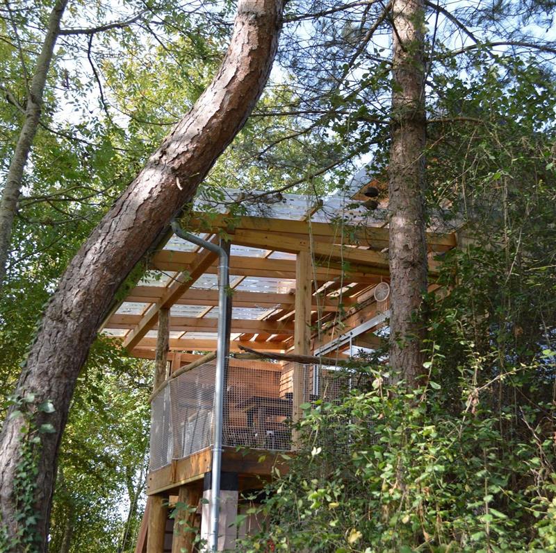 Cabane aux arbres tordus