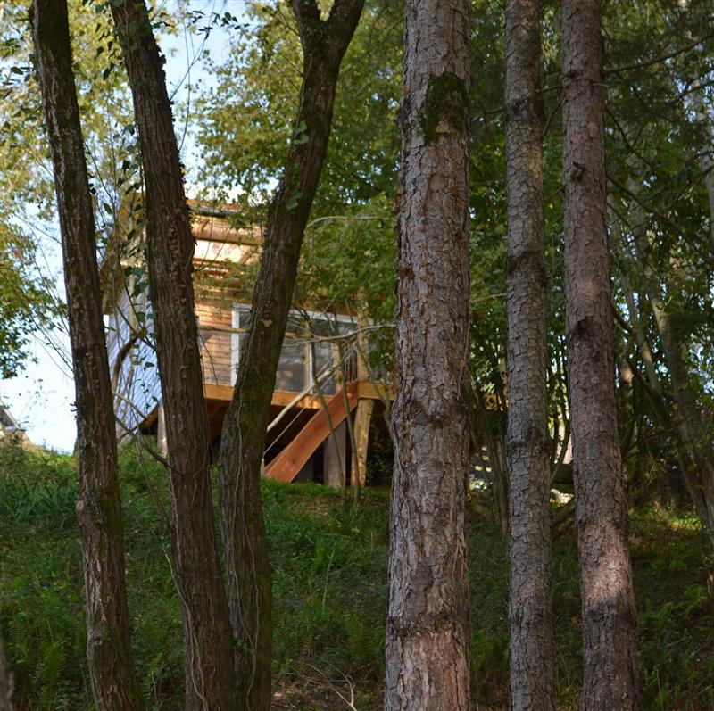 Cabane aux arbres tordus
