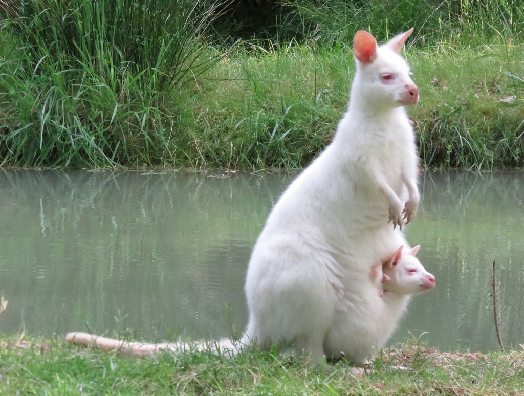 Moulin de Poyaller, Saint-Aubin - photo 5