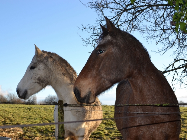 Moulin de Labique, Saint-Eutrope-de-Born - photo 12